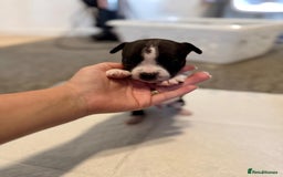 Mixed Breed dogs for sale: French bulldog x American staff - Image 2