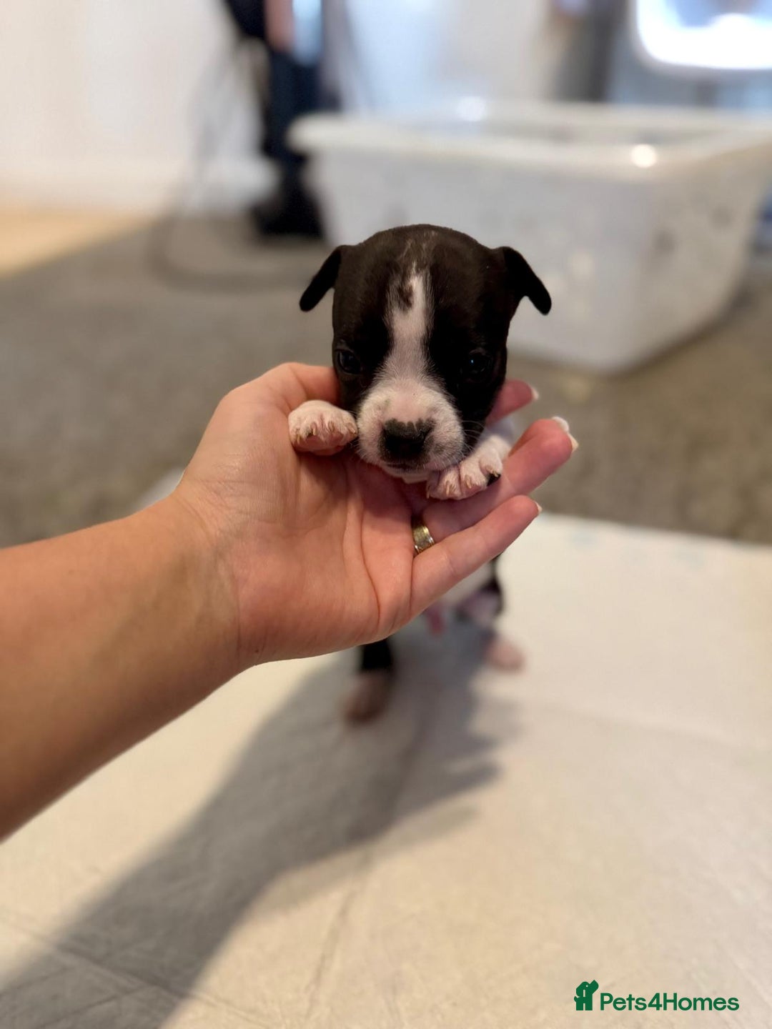 Mixed Breed dogs for sale: French bulldog x American staff - Image 2