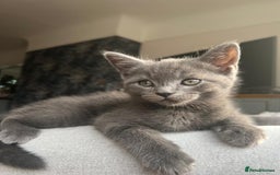 Russian Blue cats for sale: Russian blue boy cross bengal grey - Image 8