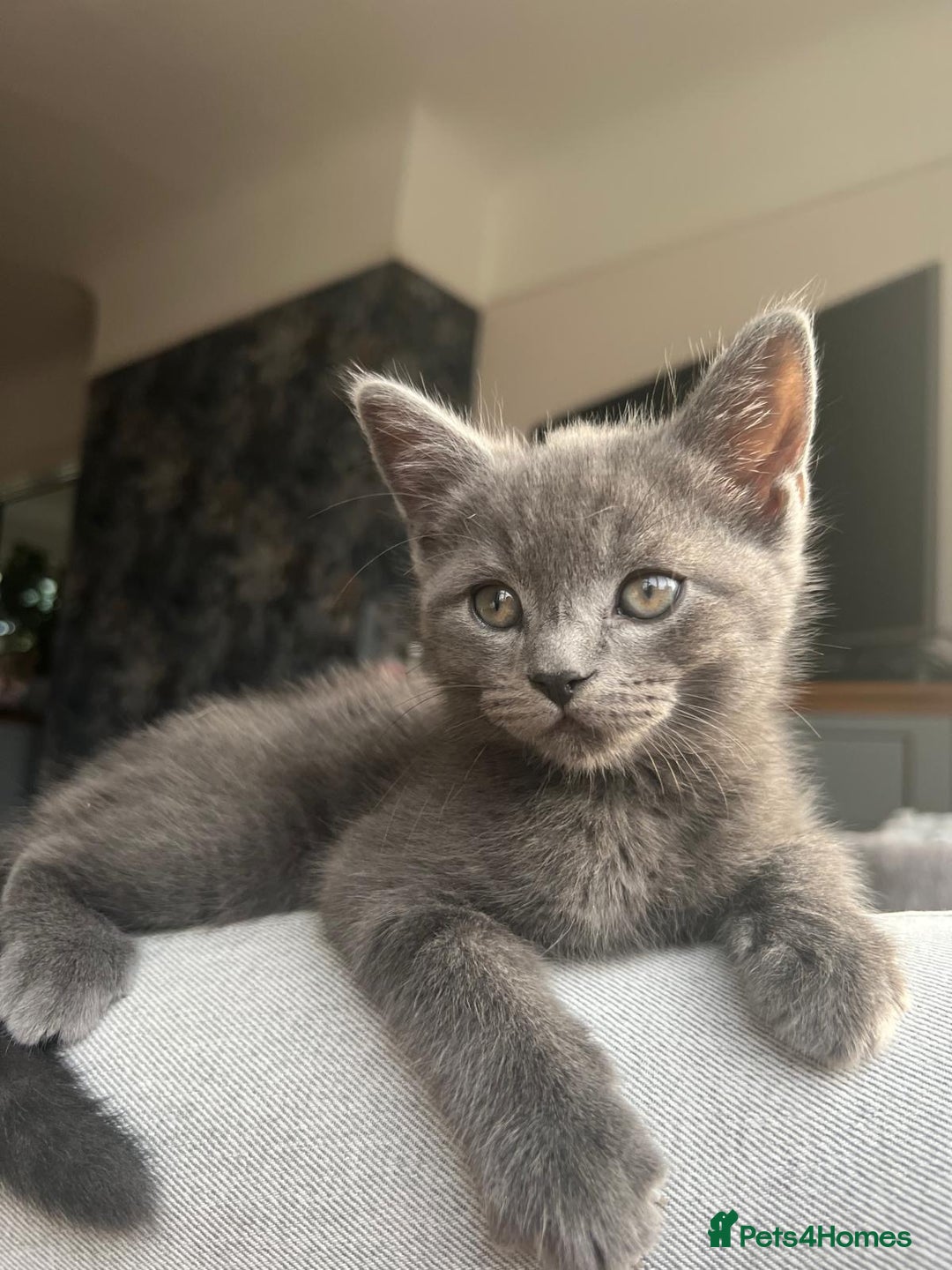 Russian Blue cats for sale: Russian blue boy cross bengal grey - Image 8