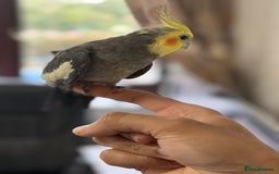 Parrots birds for sale: Semi Tame Lovely Cockatiel - Image 2