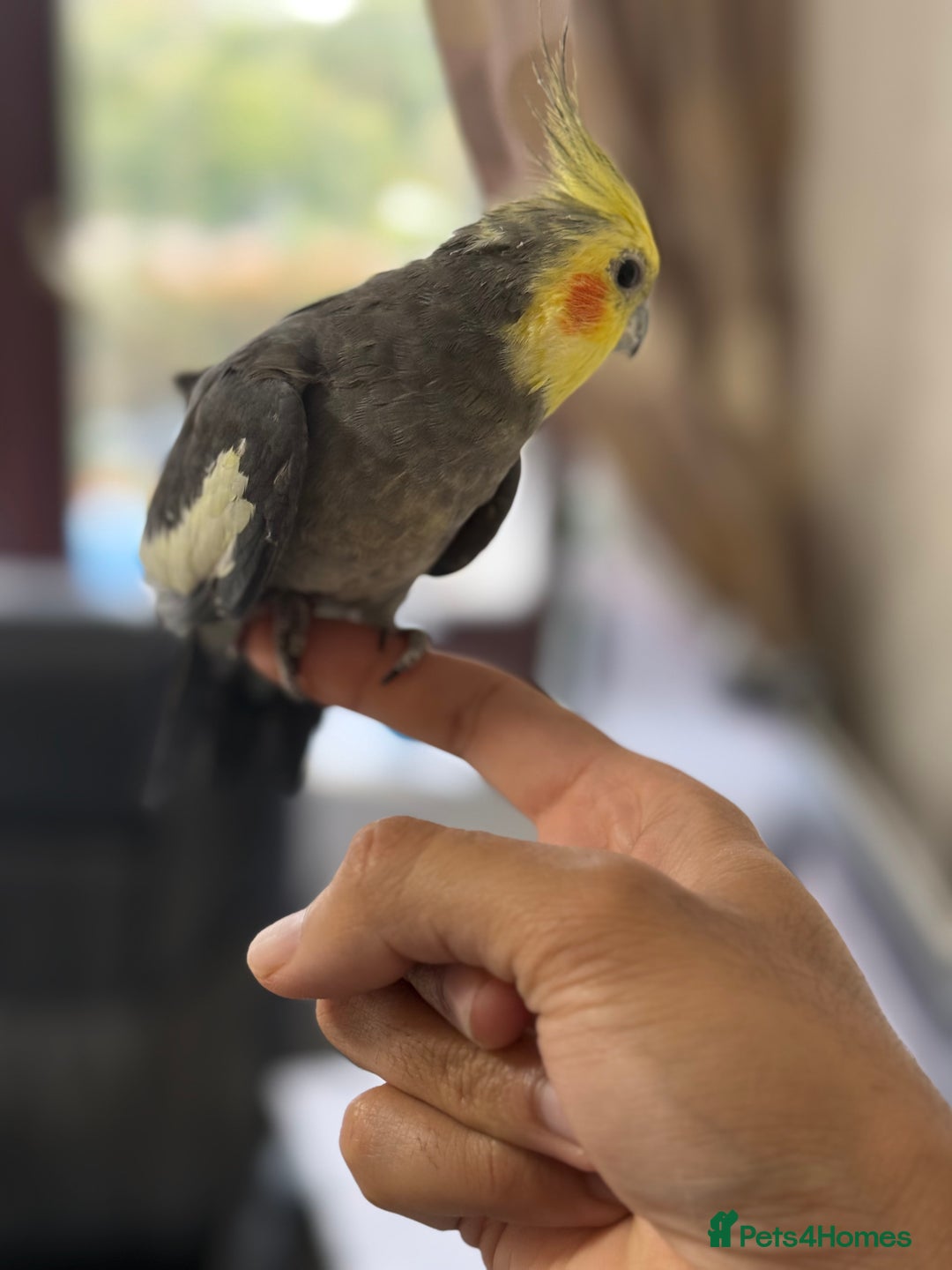 Parrots birds for sale: Semi Tame Lovely Cockatiel - Image 2
