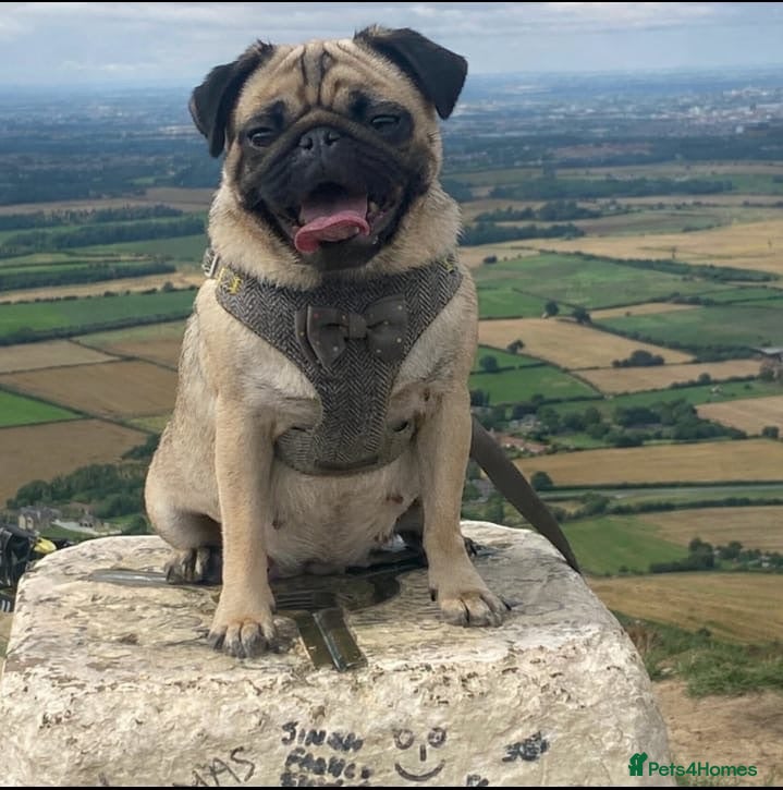 Mixed Breed dogs pug x shitzu  - Advert 1