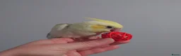 Cockatiels birds for sale: Hand reread silly tame DNA sexed baby cockatiels  - Advert 39