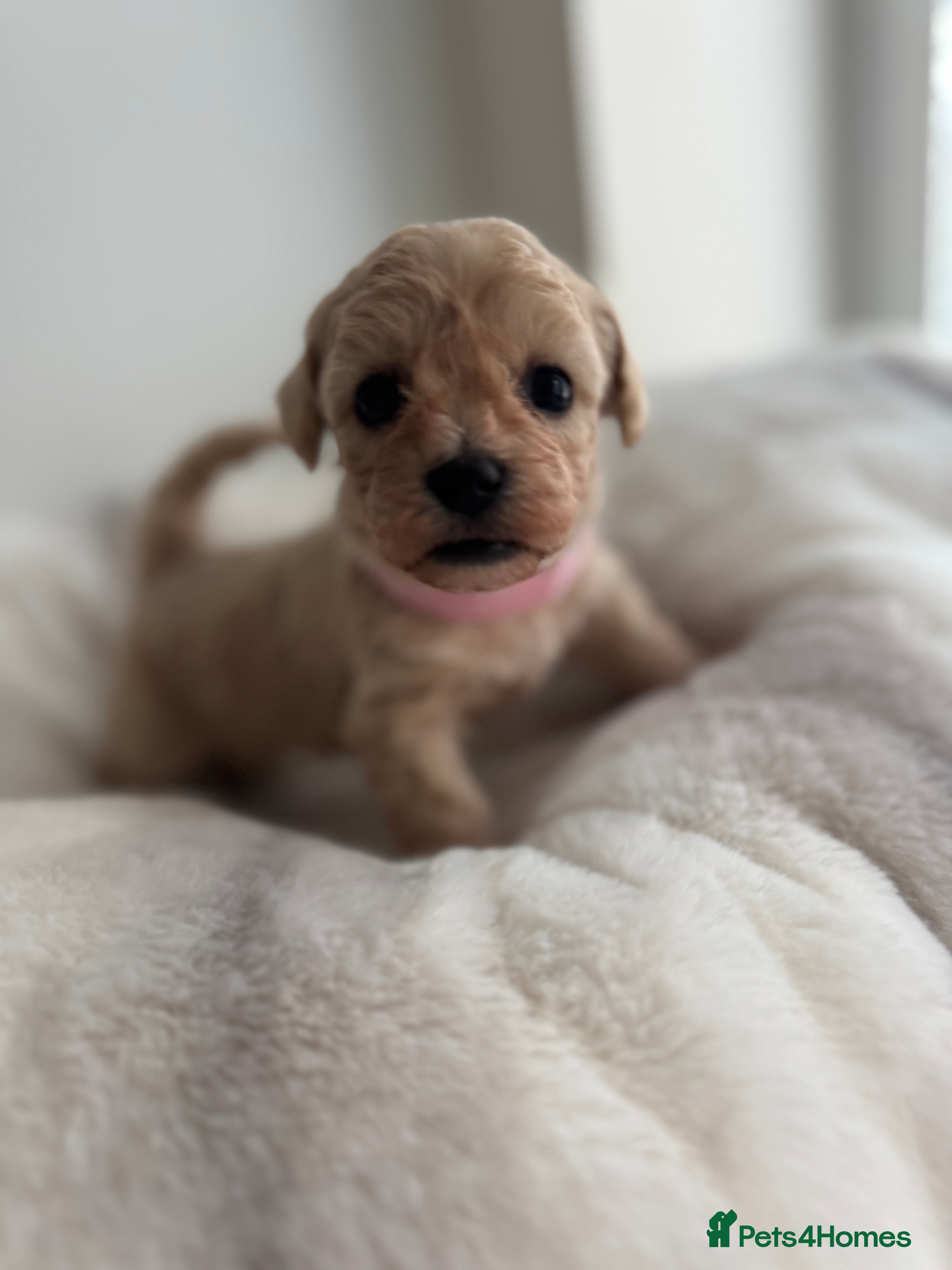 Maltipoo dogs 1 ADORABLE GIRL MALTIPOO AVAILABLE  - Advert 7