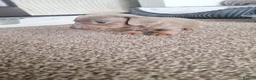 Miniature Dachshund dogs for sale: Outstanding KC Reg Mini Dachshund Puppies   in Wigan - Advert 14