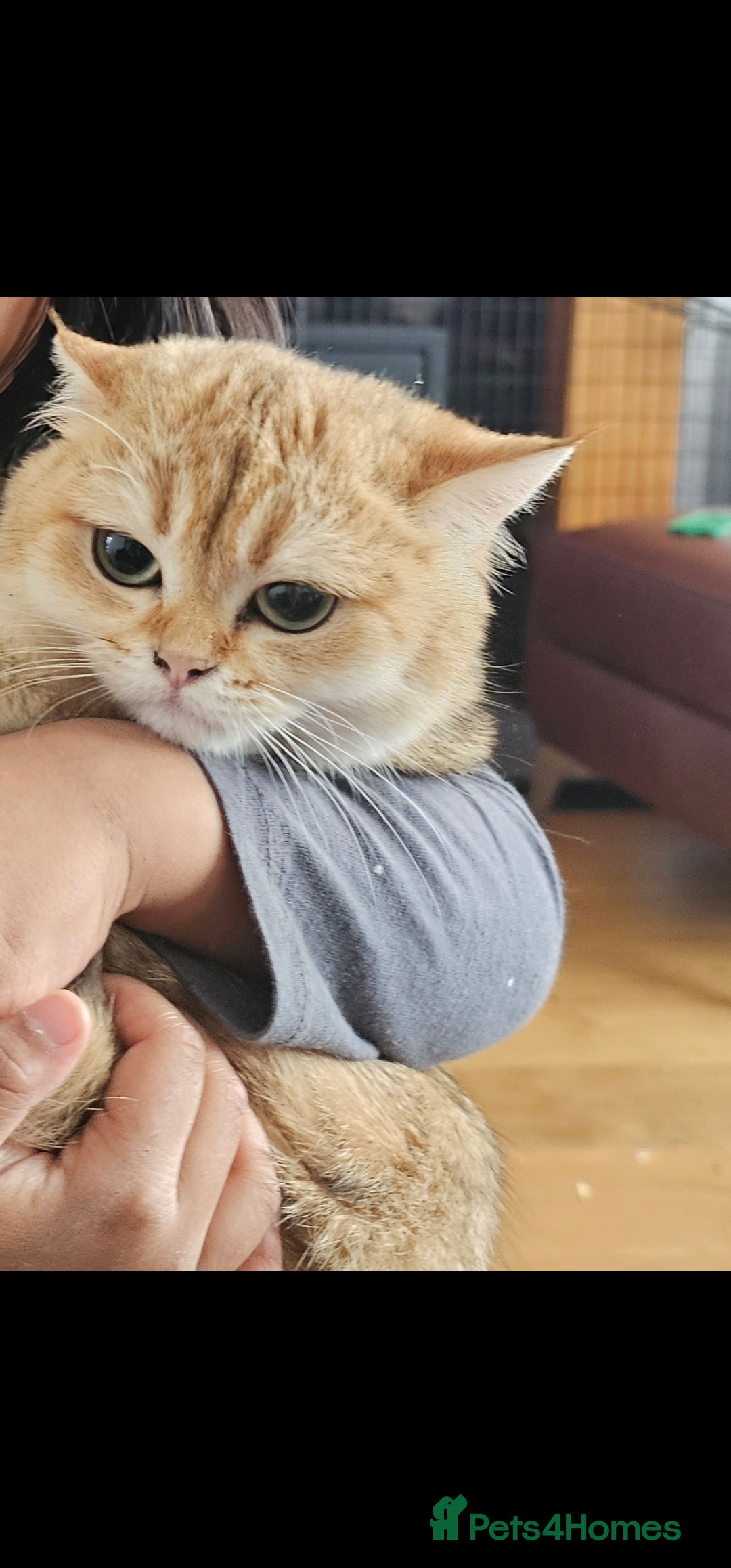 British Shorthair cats for sale: Ative GCCF Golden british short hair  - Image 8