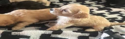 Cavapoochon dogs for sale: PRA Clear genetically DNA Tested Cavapoochons in Towcester - Advert 7