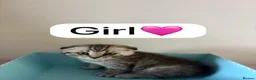 Scottish Fold cats for sale: Scottish Fold boys and girls ready to rehome  - Advert 9