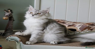 Maine Coon cats - Advert 2
