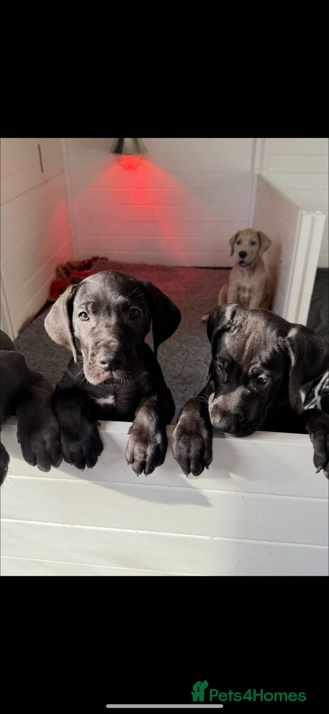 Great Dane dogs for stud: FULLY HEALTH TESTED CHAMPION LINE SOLID BLACK BOY - Advert 12