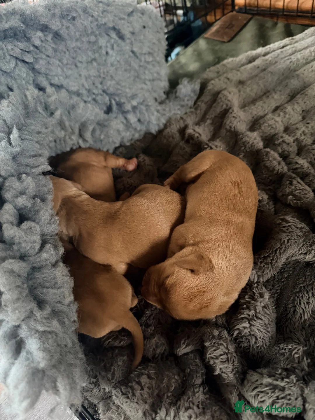 Mixed Breed dogs for sale: Fox Red Labrador / Hungarian Vizsla pups  - Advert 1