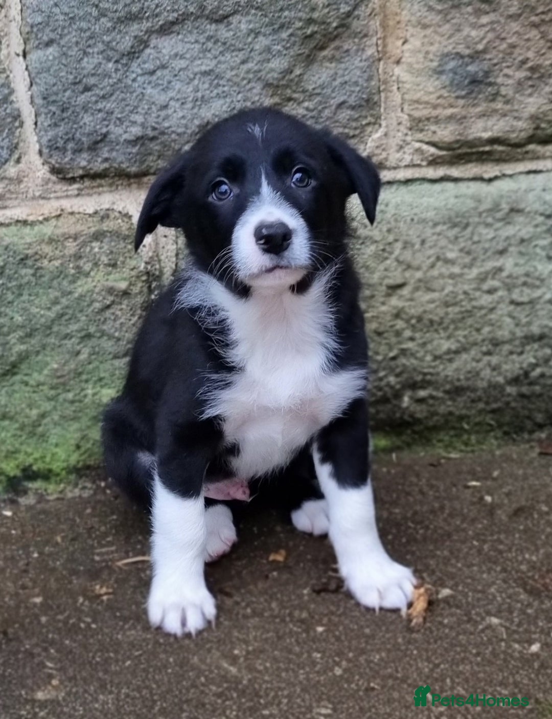 Border Collie dogs for sale: 🐾 Border Collie Pups for Sale 🐾 - Advert 4