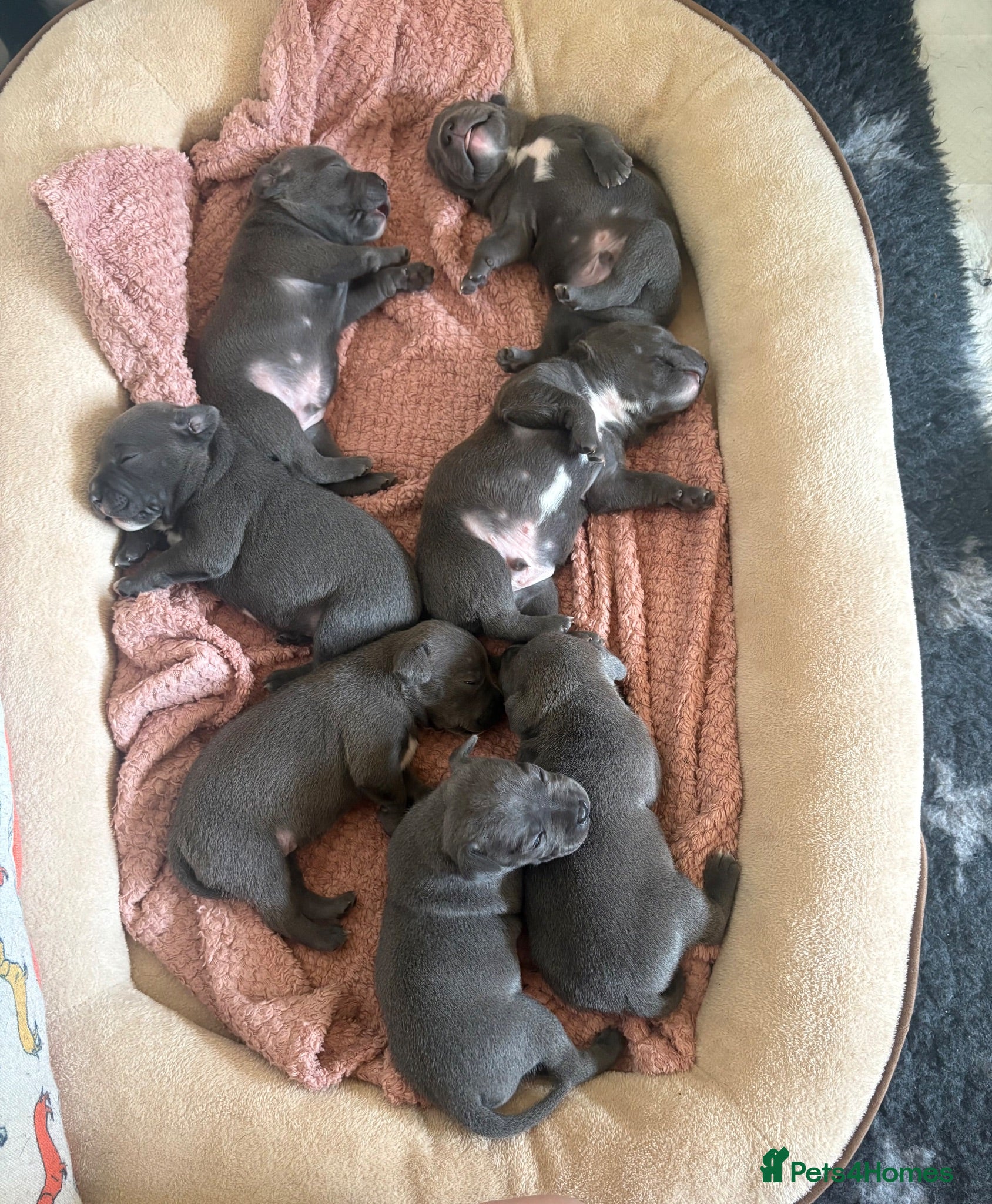 Staffordshire Bull Terrier dogs KC-Quality,Champion Bloodline,Blue Staffy Pups - Advert 1