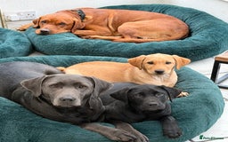 Labrador Retriever dogs for sale: 2 beautiful laborador puppies  - Image 1