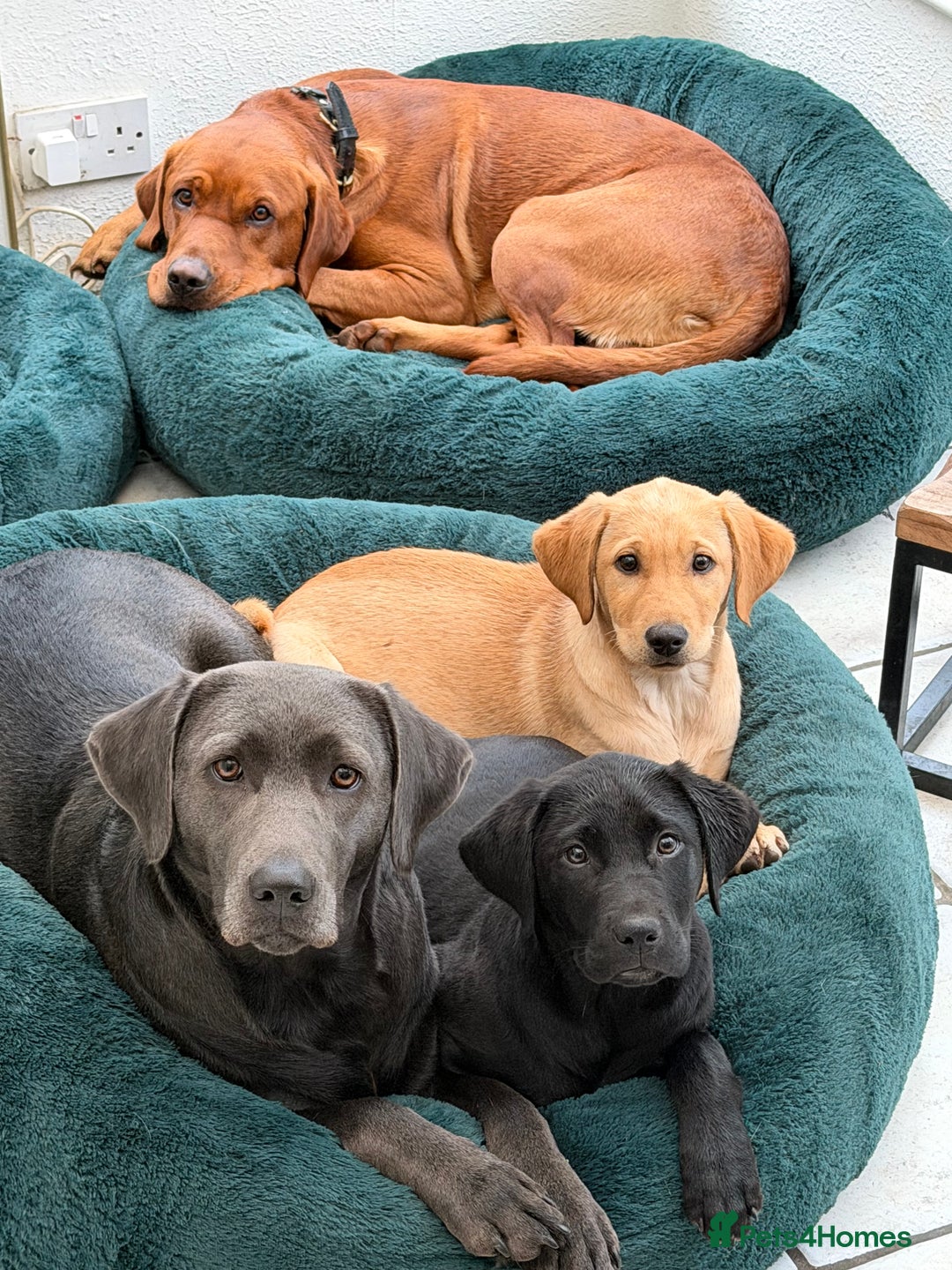 Labrador Retriever dogs for sale: 2 beautiful laborador puppies  - Image 1