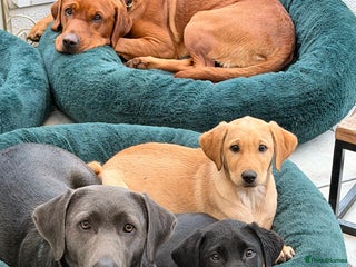 Labrador Retriever dogs - Advert 30