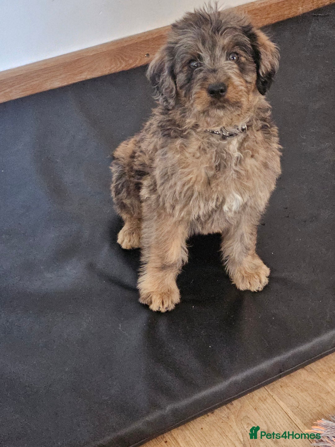 Mixed Breed dogs for sale: Rottweiler x poodle puppies ✨️ready now✨️ - Advert 15