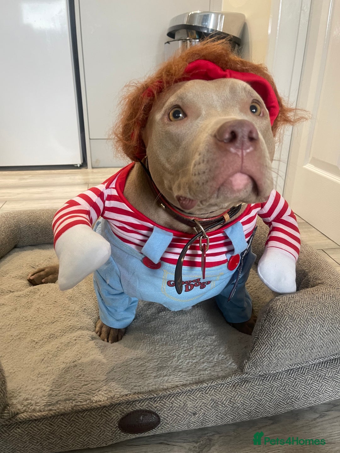 American Bully dogs for sale: Nova - Beautiful 1-Year-Old American Pocket Bully - Advert 2