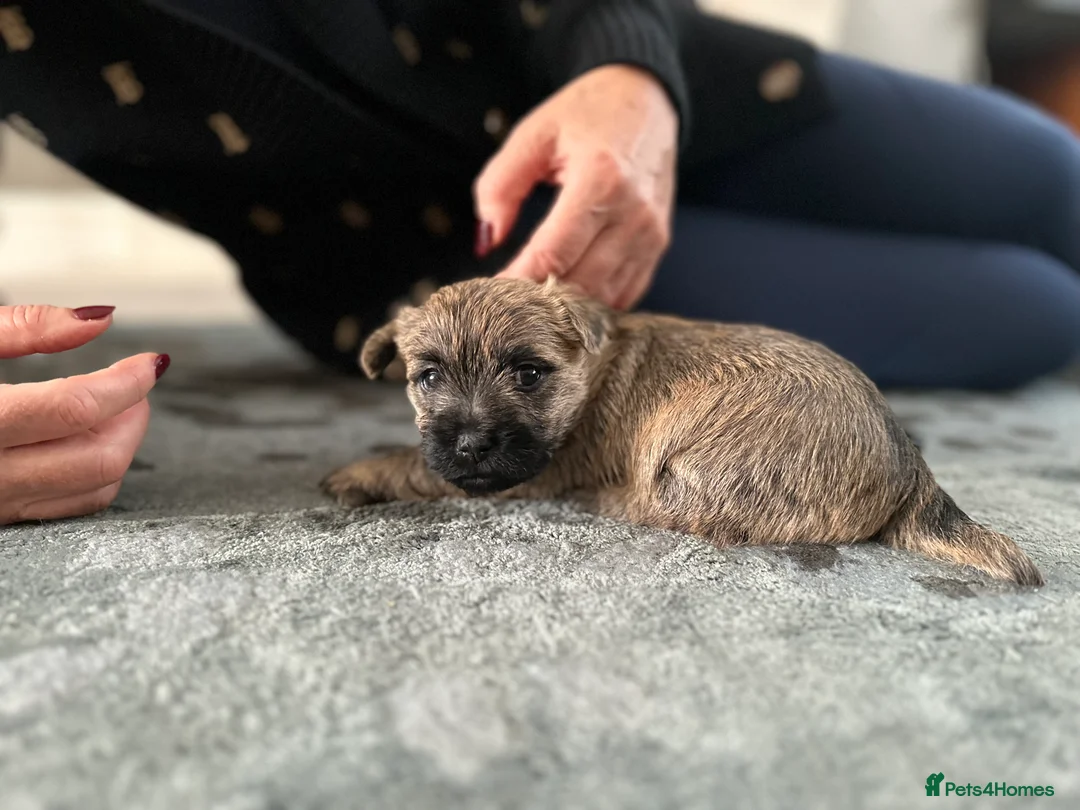 Cairn Terrier dogs for sale: Cairn terrier pups  - Advert 16
