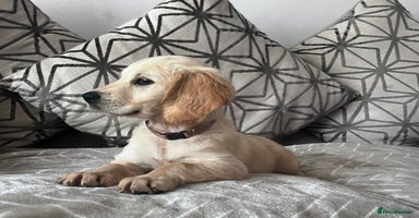 Golden Retriever dogs - Advert 13