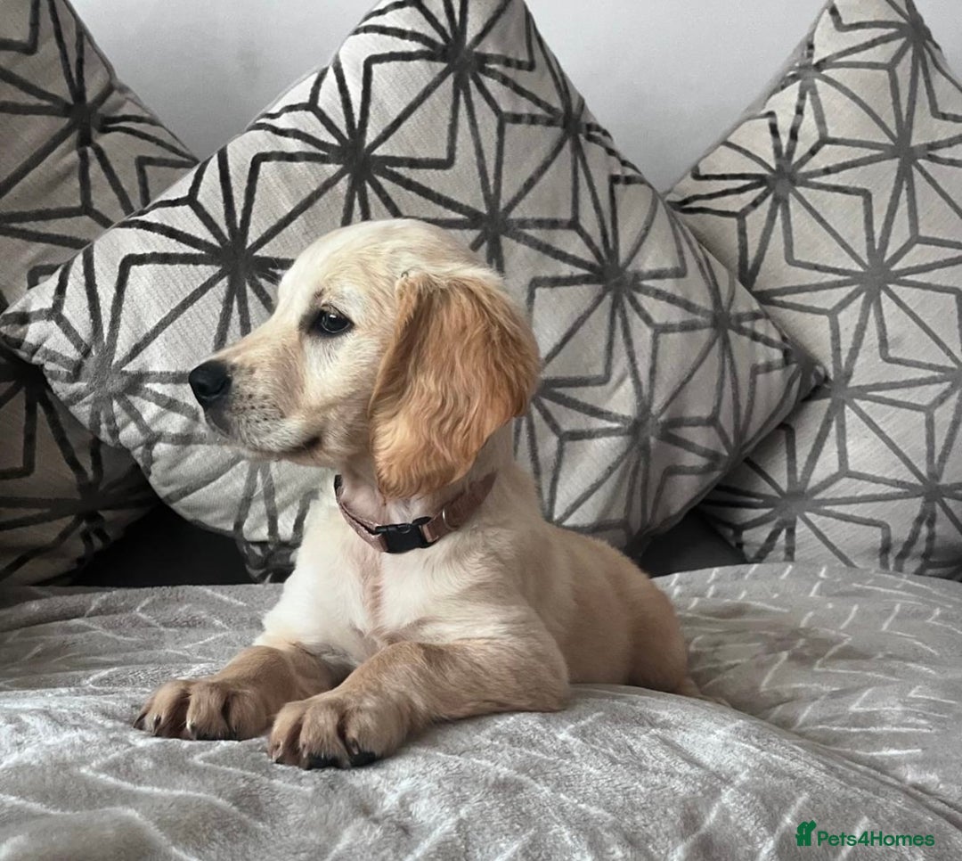 Golden Retriever dogs for sale: Kc reg golden retriever girl ready to leave now - Image 2