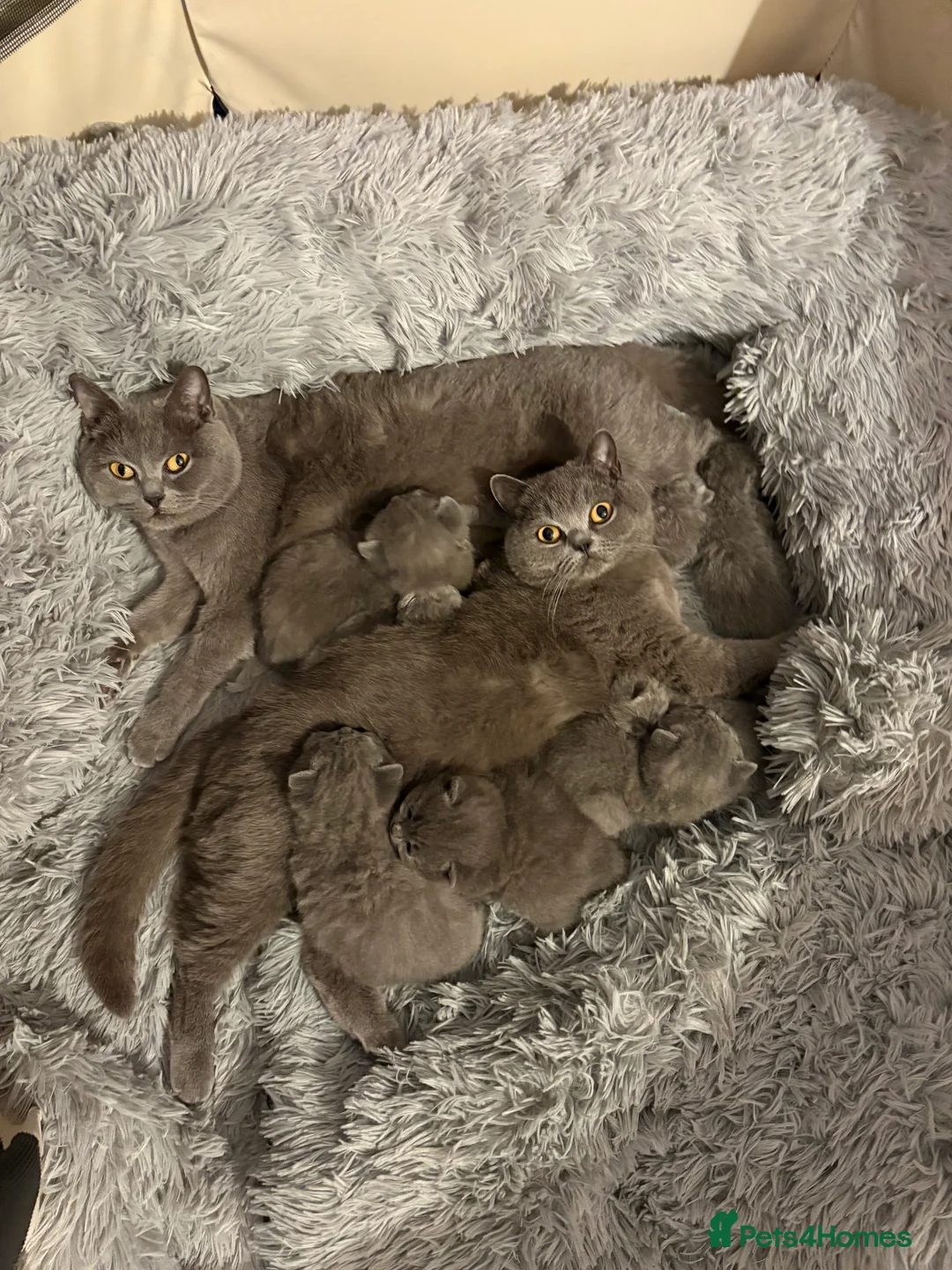 Brazilian Shorthair cats for sale: Adorable British Shorthair Kittens – - Advert 2