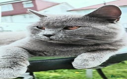 British Shorthair cats for stud: Fantastic King British blue shorthair cat MAX - Image 6