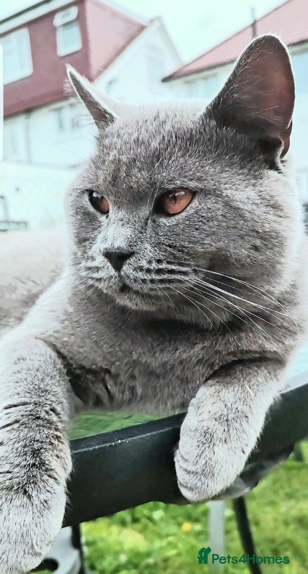 British Shorthair cats for stud: Fantastic King British blue shorthair cat MAX - Image 6