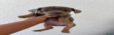 Chiweenie 4