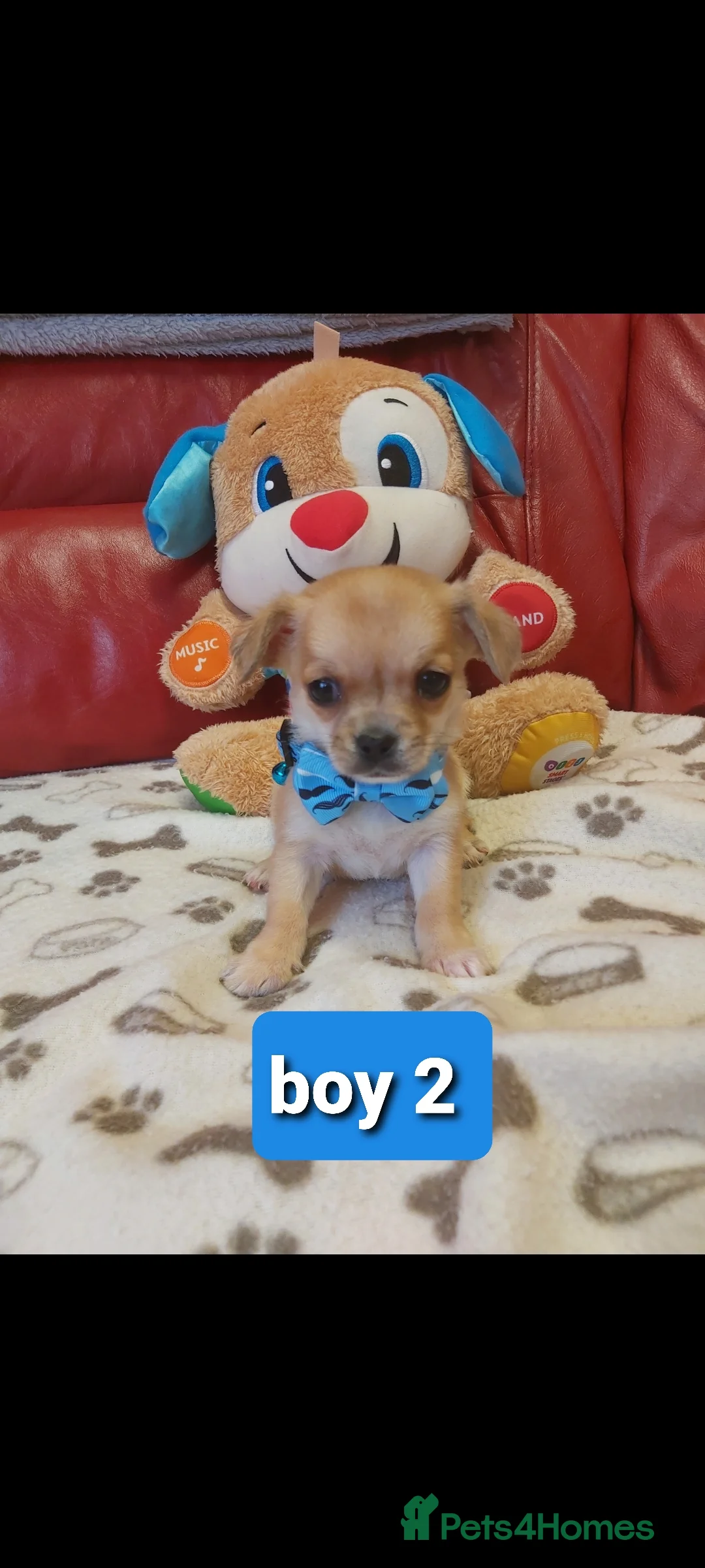Chihuahua dogs for sale: Chihuahua pups - Advert 8