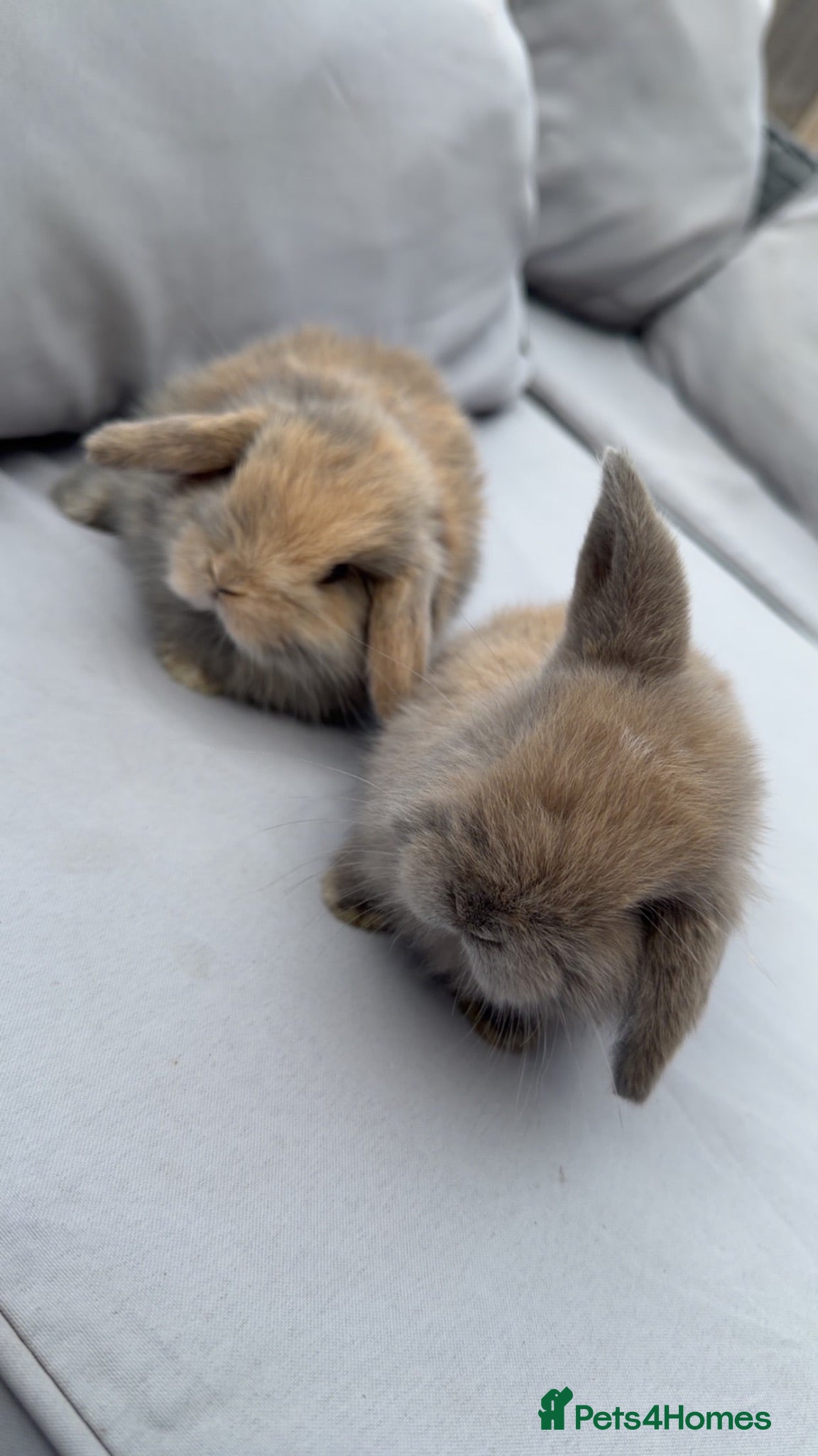 Mini Lop rabbits Mini lop bunnies - Advert 1
