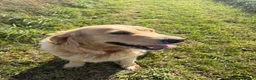 Golden Retriever dogs for sale: Gorgeous loving golden retriever girl - Advert 6