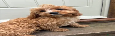 Curly Boy zoomie character!