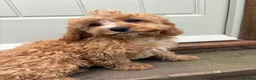 Cavapoo dogs for sale: Puppies ready to leave to their new loving homes - Advert 12