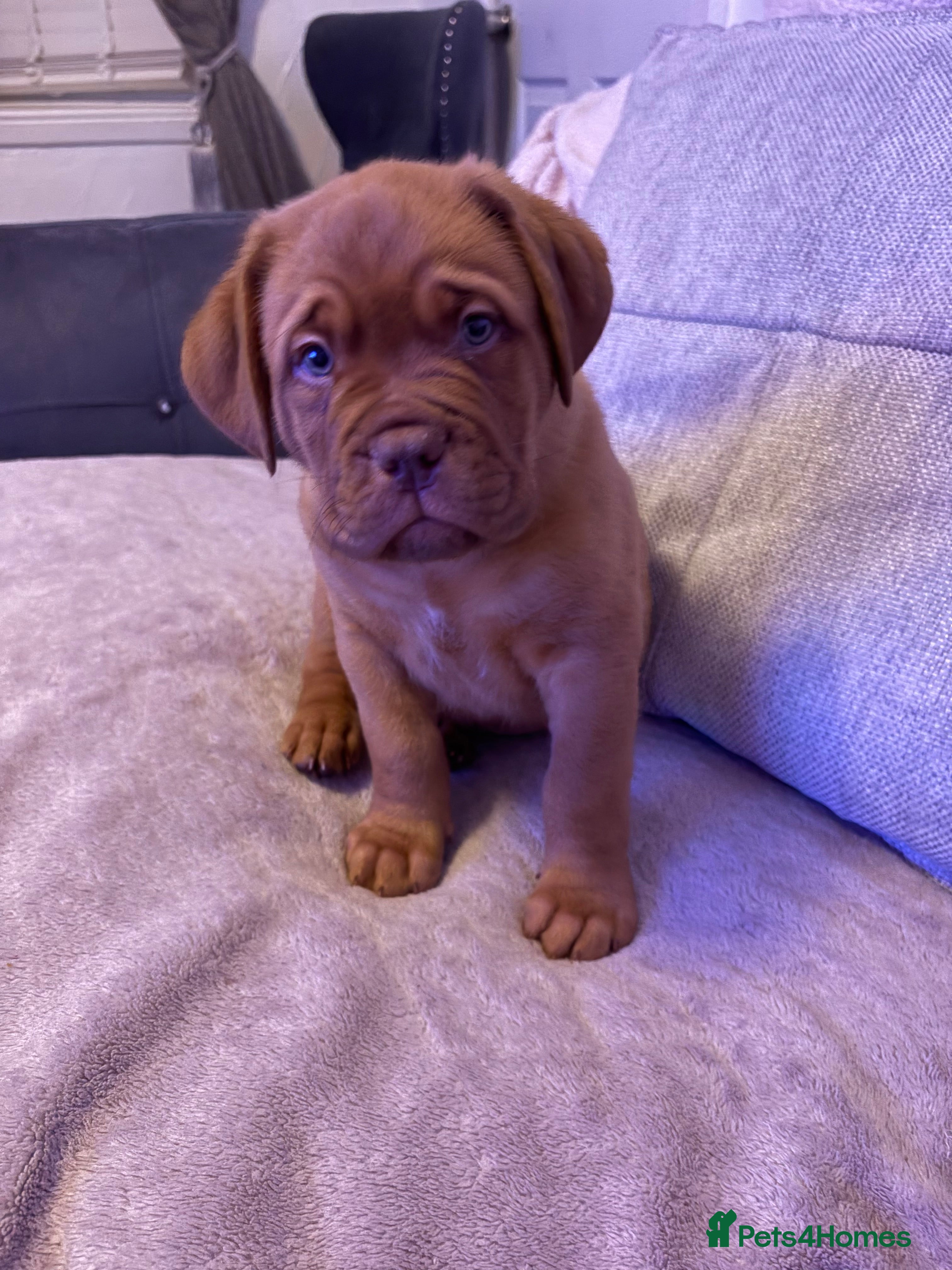 Dogue De Bordeaux dogs Stunning little of Dogue De Bordeaux puppies  - Advert 17