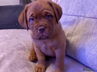 Dogue De Bordeaux dogs Stunning litter of Dogue De Bordeaux puppies - Advert 5
