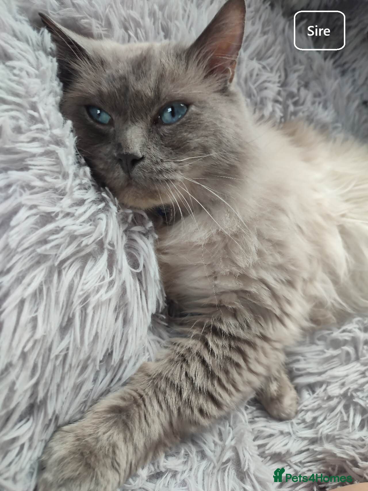 Ragdoll cats for sale: 🐾Stunning Ragdoll Kittens🧬DNA🏆ChampParents🐾 - Advert 15