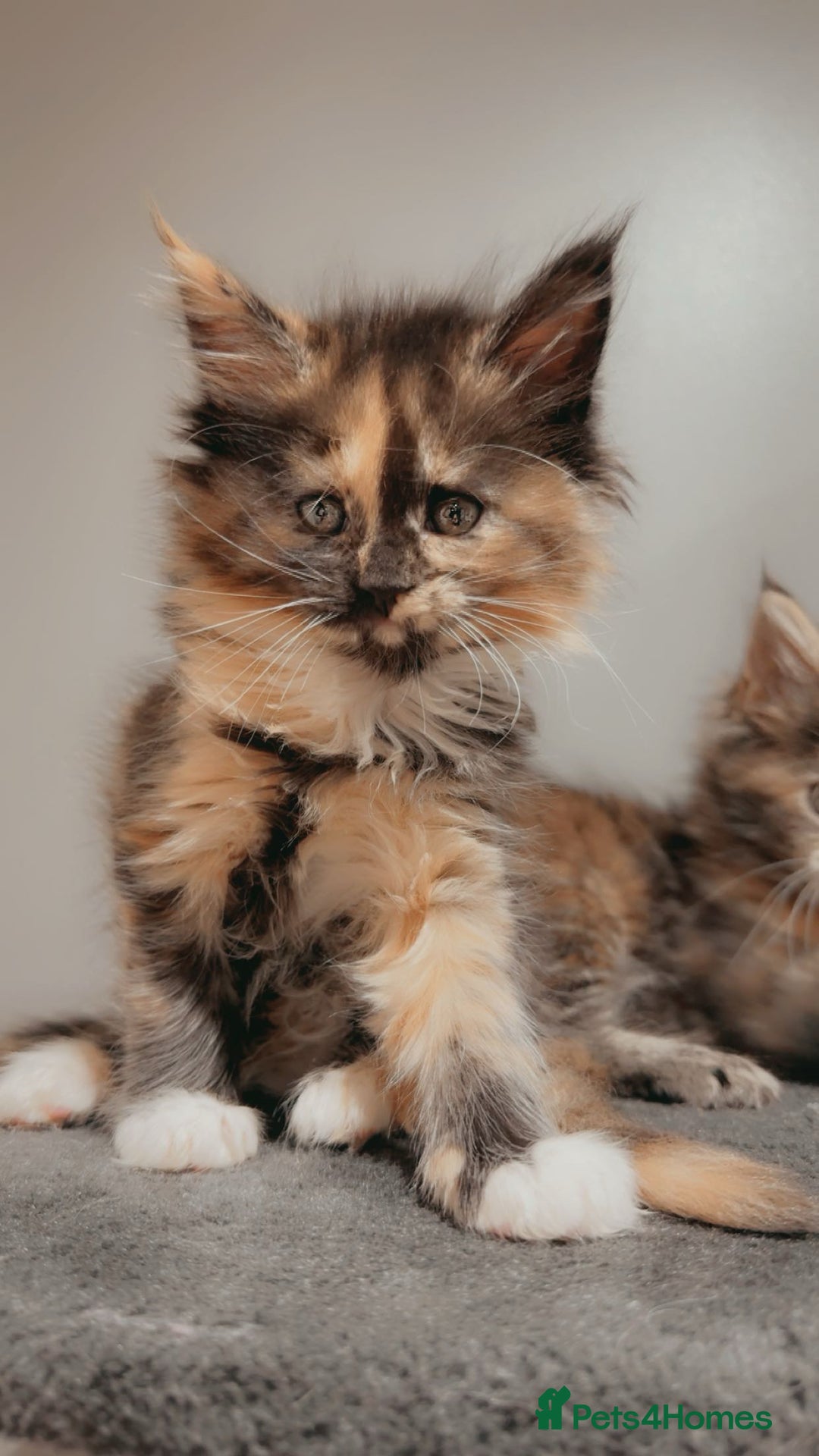 Maine Coon cats for sale: Kittens Available  - Image 4