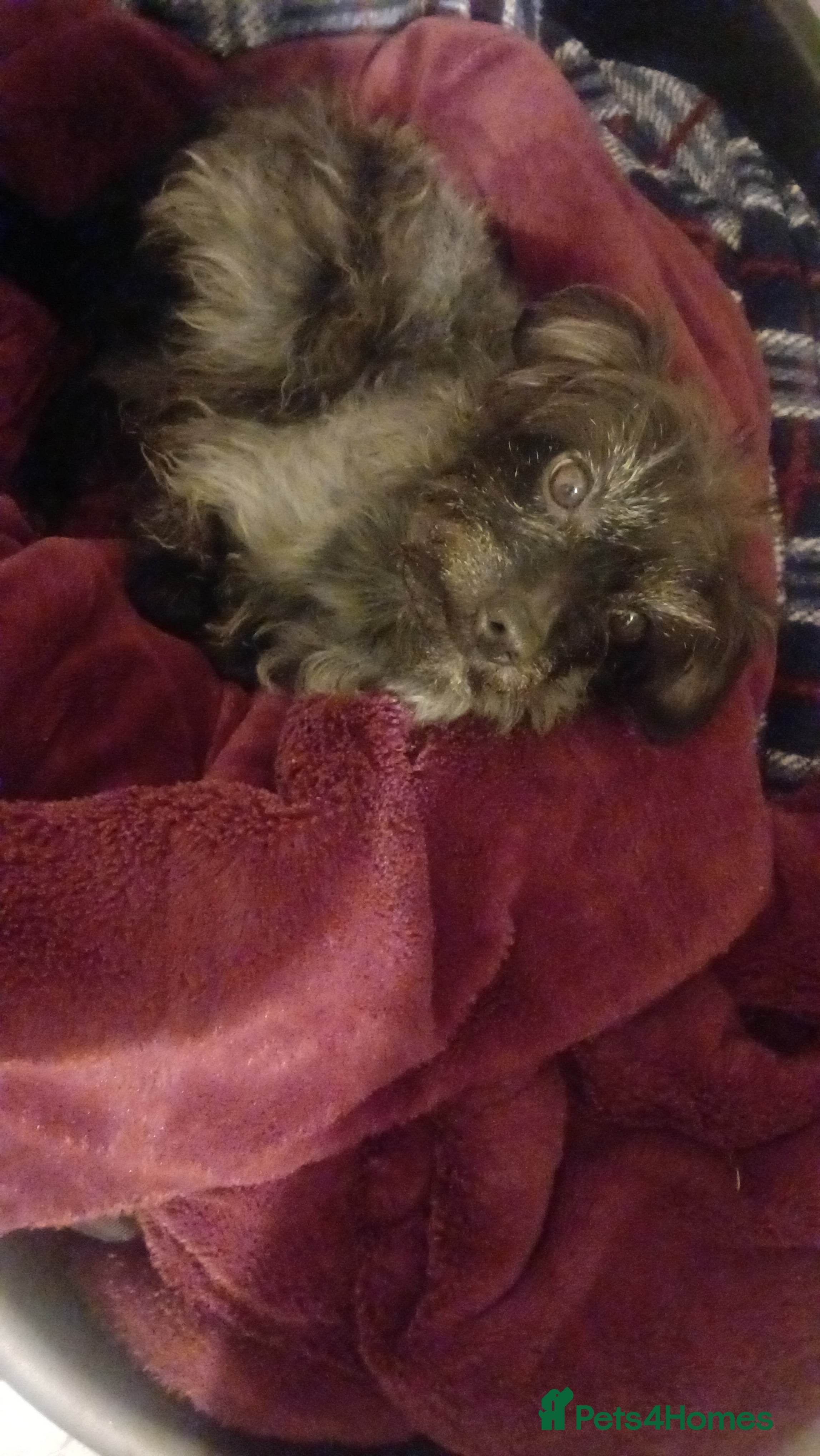 Chipoo dogs Dexter - Advert 1