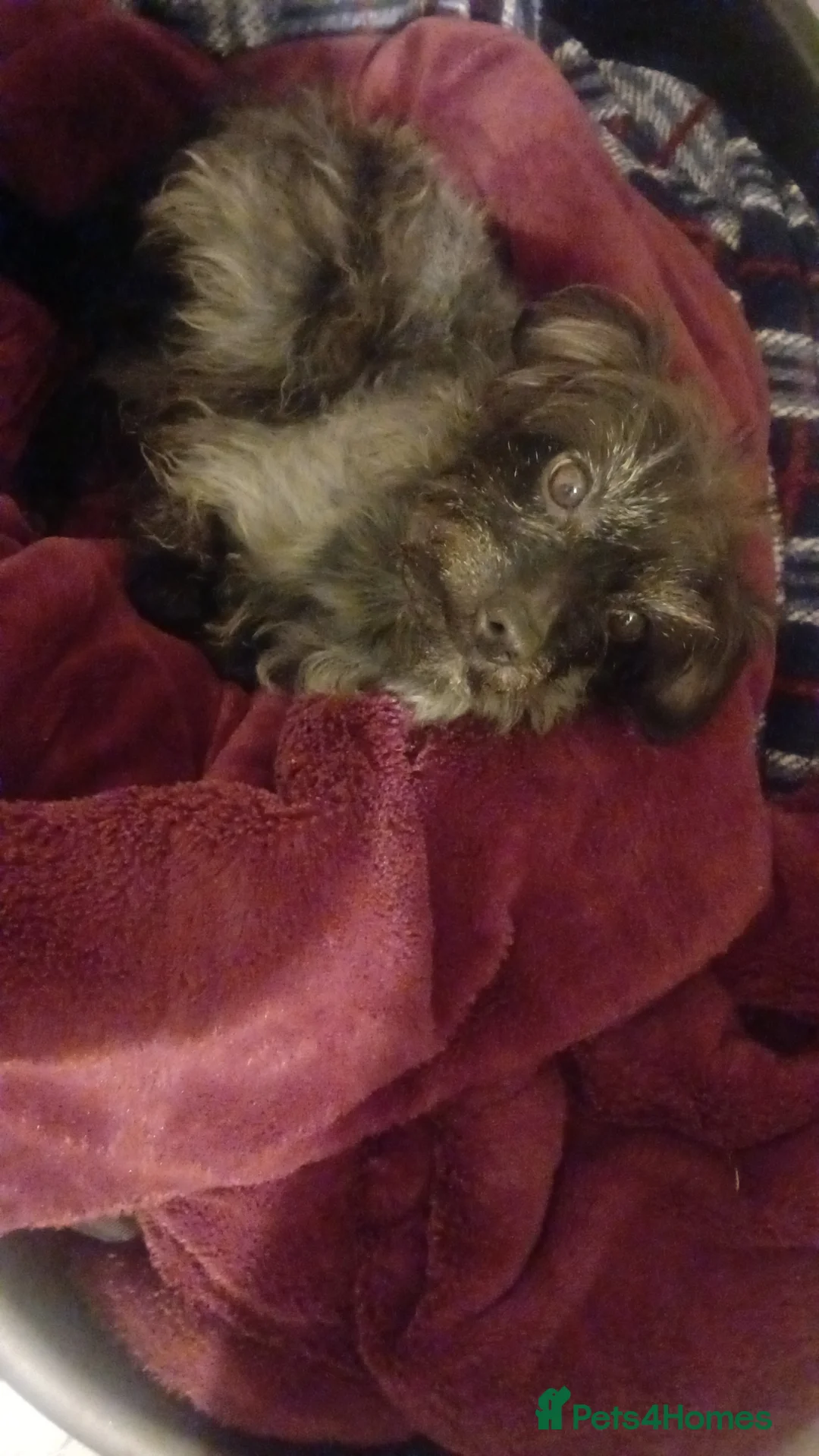 Chipoo dogs for sale: Dexter - Advert 1