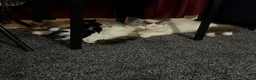 Ragdoll cats for sale: Ragdoll Kittens Ready Now – Birmingham - Advert 2