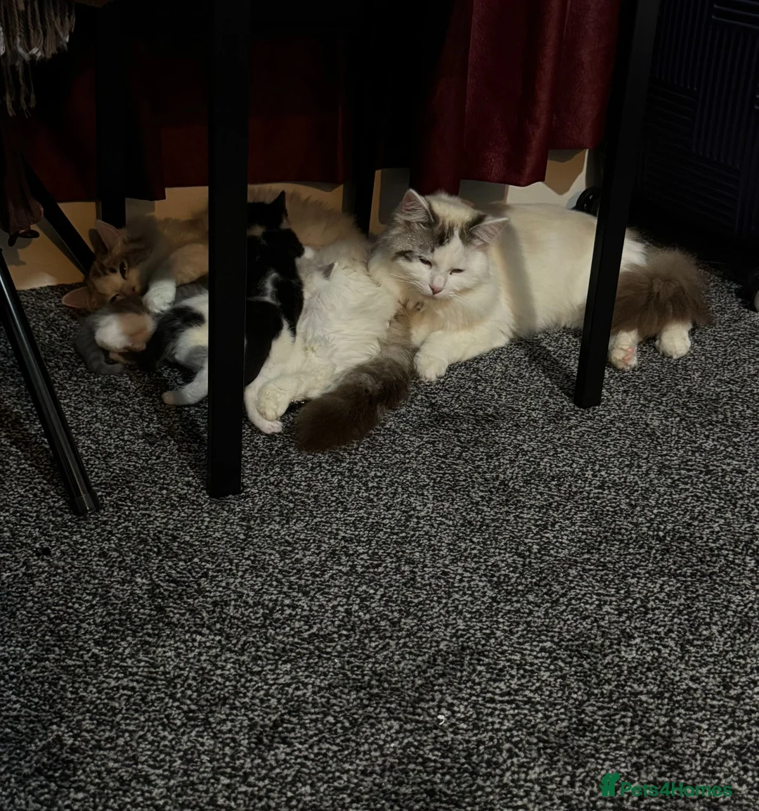 Ragdoll cats for sale: Ragdoll Kittens Ready Now – Birmingham - Advert 2