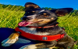 Miniature Pinscher dogs for adoption: Vesta: The Puppy in the Box Who Refused to Die - Image 3