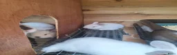 Mixed Breed rabbits for sale: New ZealandWhite cross with Californian Rabbits - Advert 22