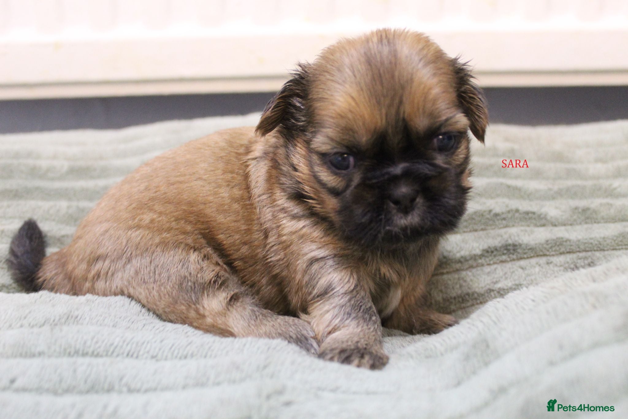 Shih Tzu dogs LOVELY SHIH TZU PUPPIES KC REG PEDIGREE  - Advert 2