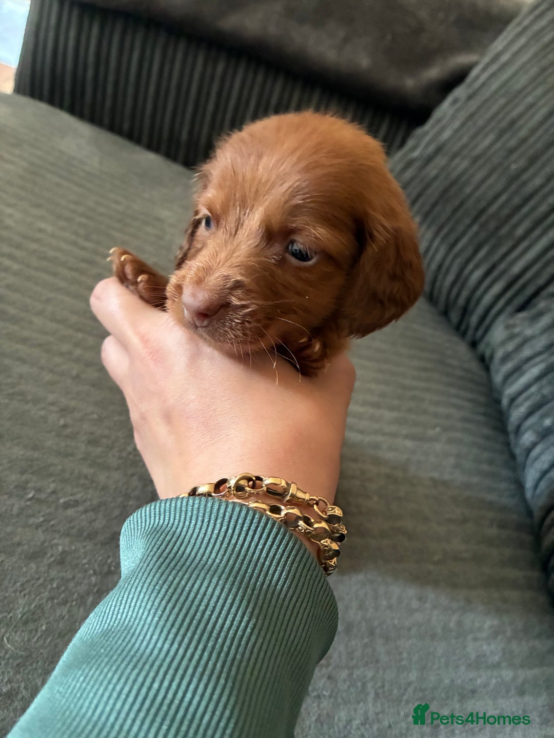 Miniature Dachshund dogs for sale: Broken coated miniature dachshunds  - Image 9