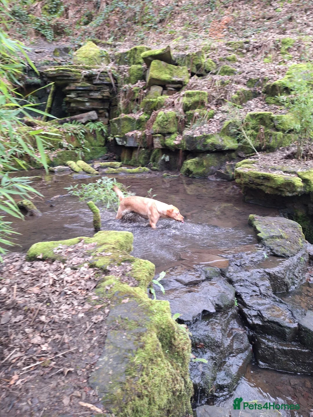 Labrador Retriever dogs for sale: Labrador Bitch 8 months old - Advert 12