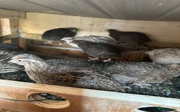 Quail poultry for sale: Quail for sale jumbo size & standard  - Image 3