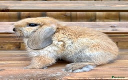 Mini Lop rabbits for sale: Male mini lop for sale - Advert 1